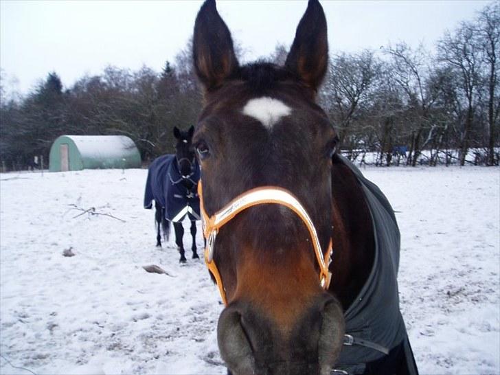 Oldenborg Jasmin (Død) billede 9