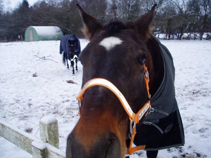 Oldenborg Jasmin (Død) billede 10
