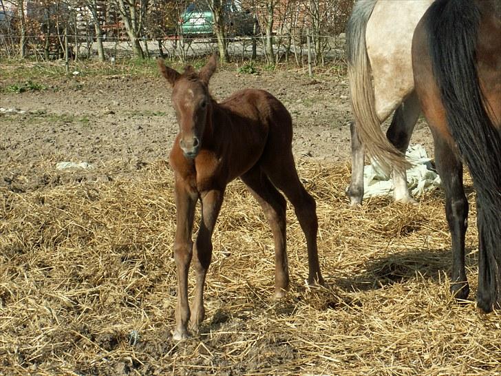 Anden særlig race SG Dusty Dakota - Ude for første gang  billede 7