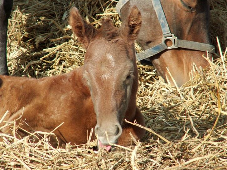 Anden særlig race SG Dusty Dakota - Det er hårdt at være ny :)  billede 8