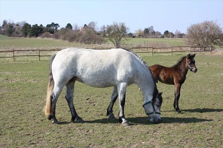 Connemara <3Asasara Hugin<3 - "hva´ er det der er derovre?" billede 1