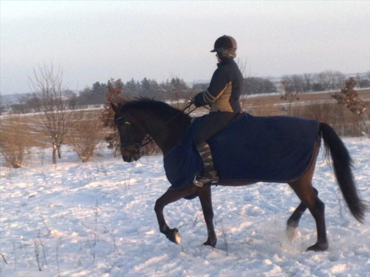 Anden særlig race Hønninggaard Mozart billede 16