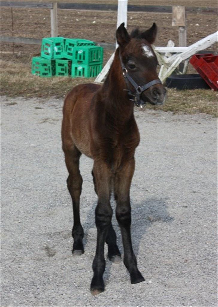Connemara <3Asasara Hugin<3 - "jeg kommer nu" billede 2