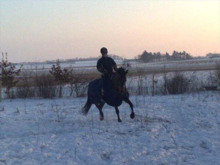 Anden særlig race Hønninggaard Mozart billede 10