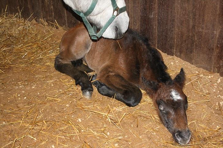 Connemara <3Asasara Hugin<3 - "Jeg tager lige en slapper:-)" billede 3