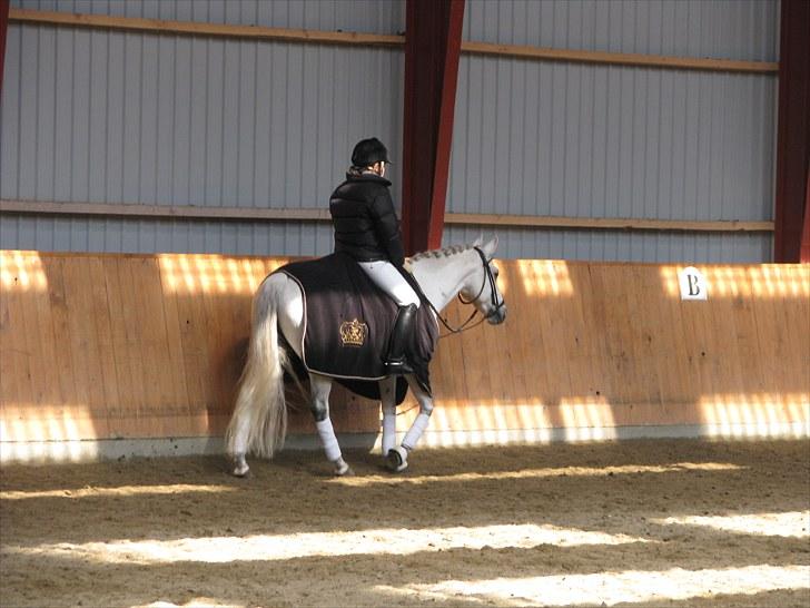 Tysk Sportspony My Fair Lady RSDH A-pony SOLGT billede 8