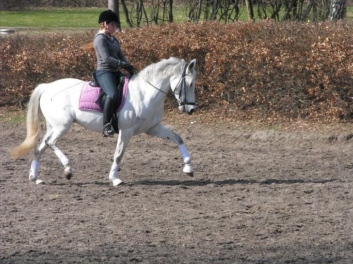 Tysk Sportspony My Fair Lady RSDH A-pony SOLGT billede 9