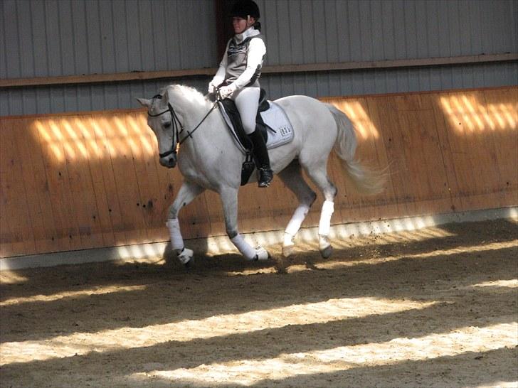 Tysk Sportspony My Fair Lady RSDH A-pony SOLGT billede 10