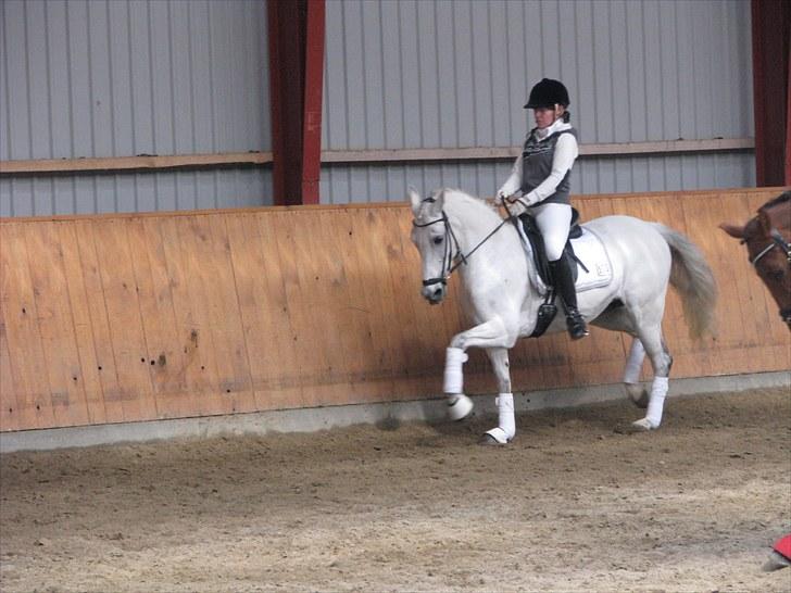 Tysk Sportspony My Fair Lady RSDH A-pony SOLGT billede 12