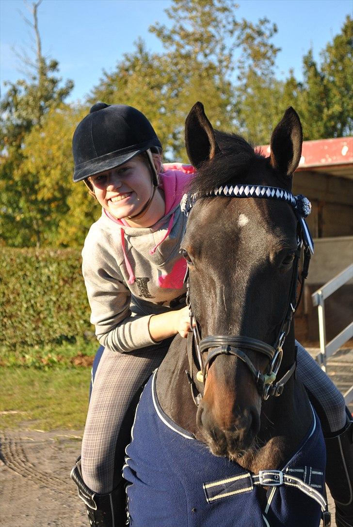 Tysk Sportspony TIGER WOODS (SOLGT!) - Smukke Tiger Woods og MIIIG(: smukke dyr! (foto: Emilie Roepstorff) billede 16