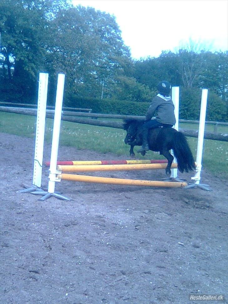 Shetlænder Bluggi - Haha mig og Bluggi :D:D <3 Søde hest <3 billede 18