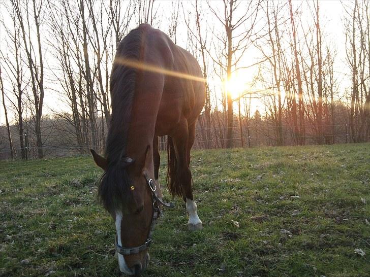 DSP Firhøjs Bjanca *mit'alt* - she is my definition of beatiful <3 billede 13