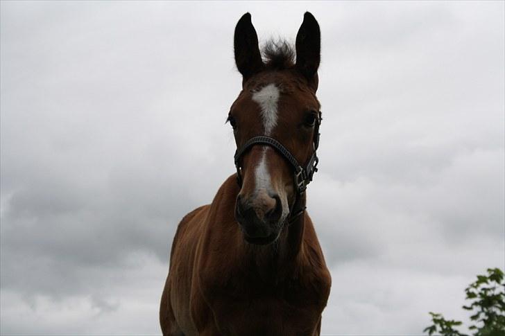 Dansk Varmblod • Charming-Boy • billede 12