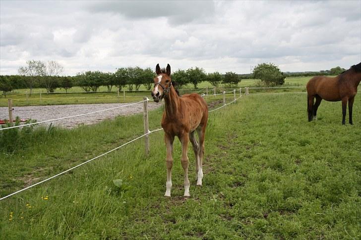 Dansk Varmblod • Charming-Boy • billede 13