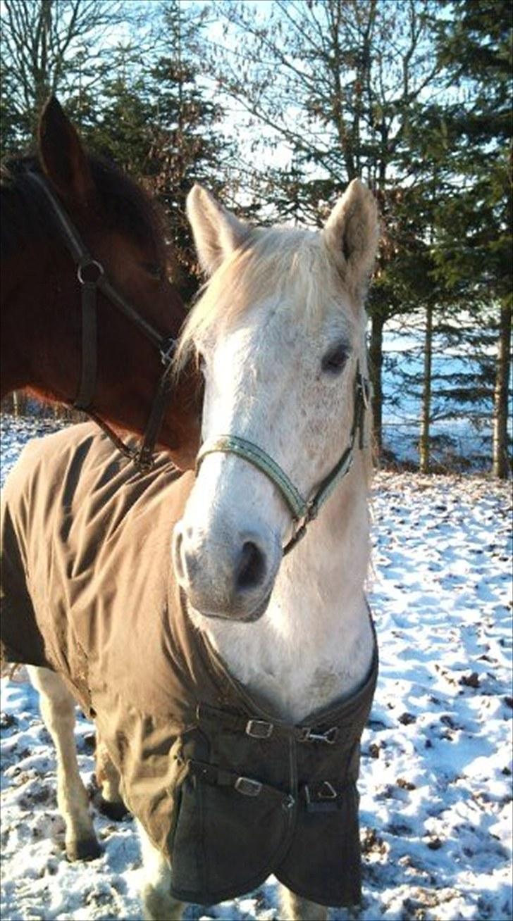 Anden særlig race Lady <3 billede 7