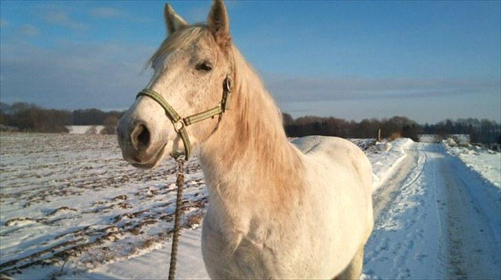 Anden særlig race Lady <3 - Også fra i vinters billede 6