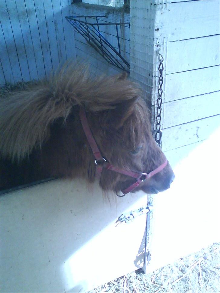 Anden særlig race tyttebøvs billede 13