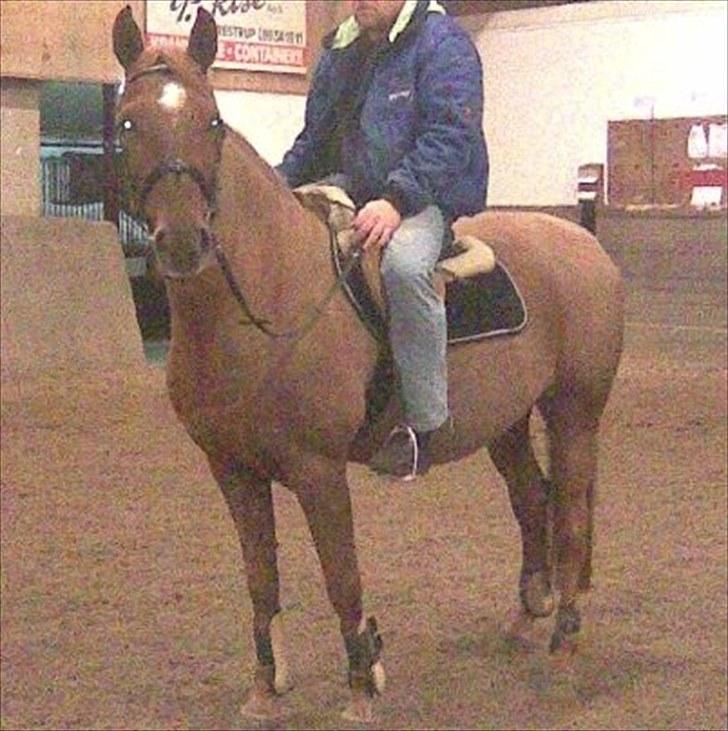 Anden særlig race Contesses Babe *>Rider<3! - Babe og dennis:D Foto krista:D billede 10