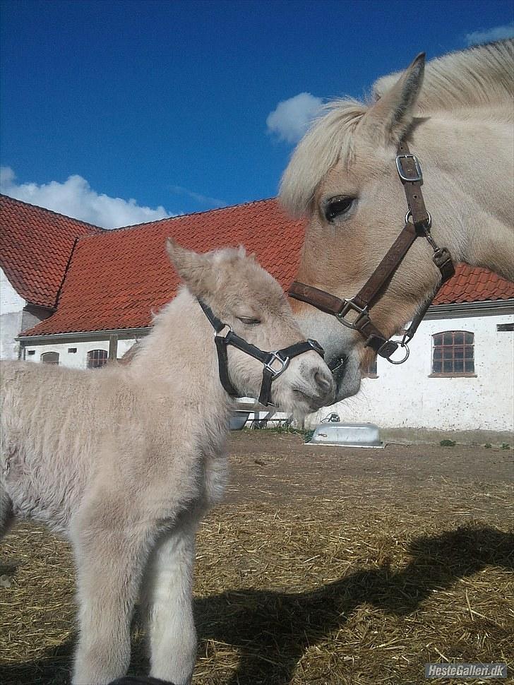 Fjordhest Nairobi billede 9