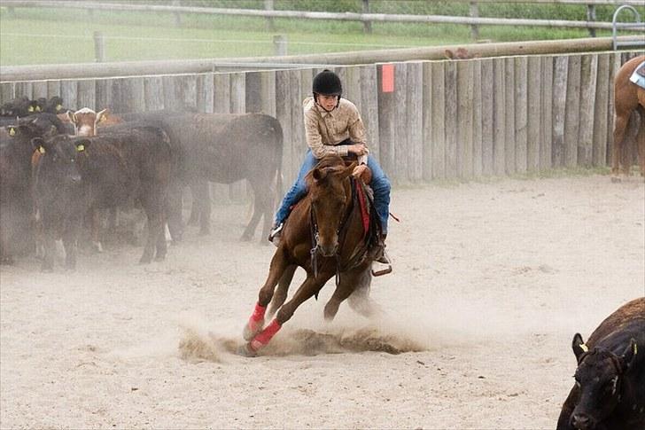 Quarter Pretty Sannes Badger billede 3