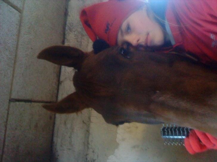 Quarter Pretty Sannes Badger billede 5