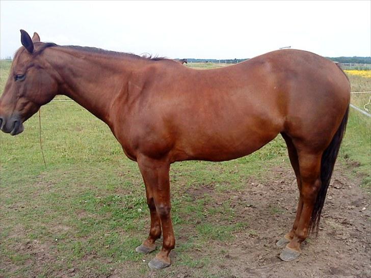 Quarter Pretty Sannes Badger billede 8