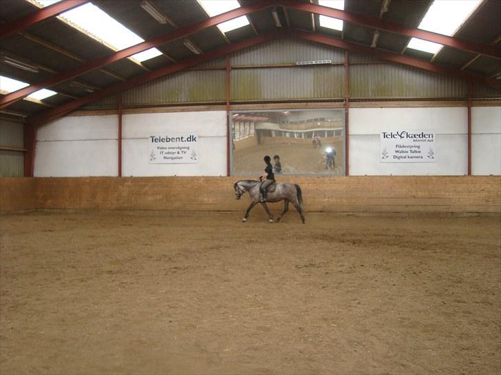 Anden særlig race Fanta SOLGT! billede 6