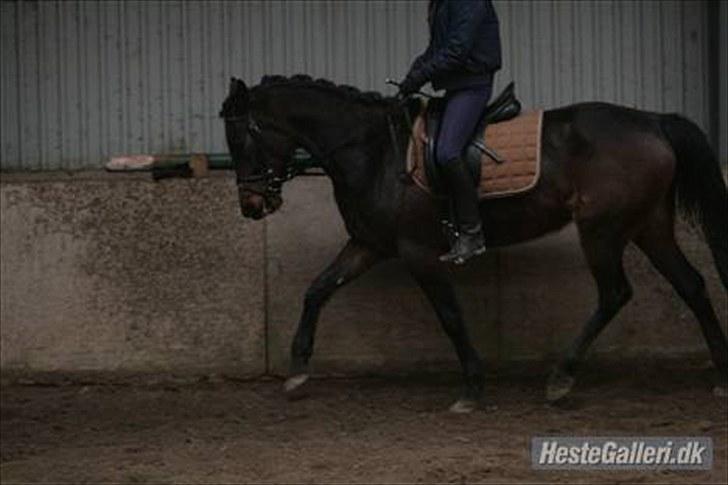 Anden særlig race Latoya - Latoya er under tilridning hos Camilla. og det går super billede 10
