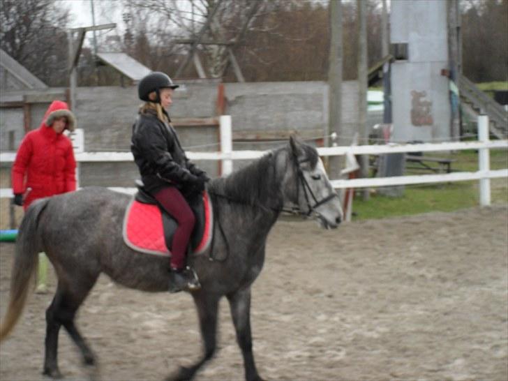 Anden særlig race | Stjerne - Skridt. | Fotograf: Noiser billede 2