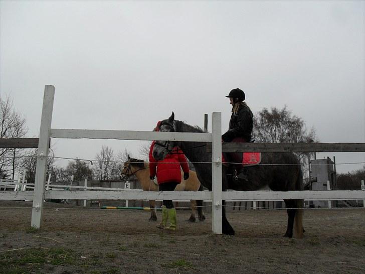 Anden særlig race | Stjerne - Finde lille hest :D | Fotograf: Team Black © billede 5