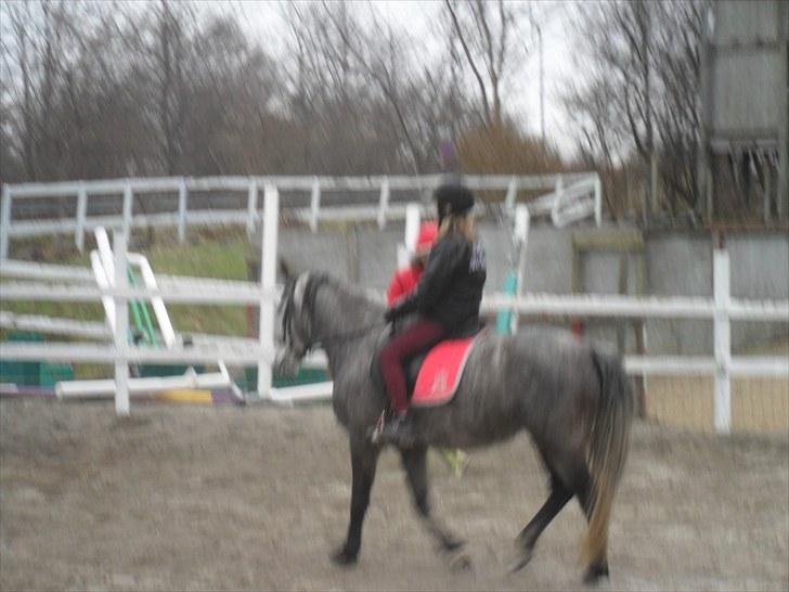 Anden særlig race | Stjerne - Skridt :) | Fotograf: Team Black © billede 6