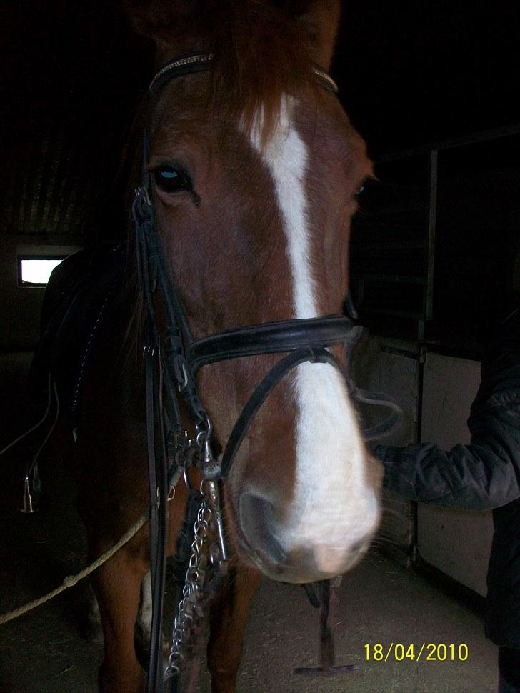 Traver Disse (red) billede 3