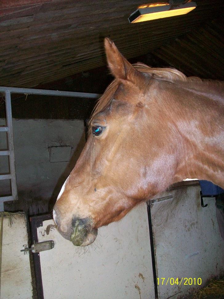 Traver Disse (red) billede 4