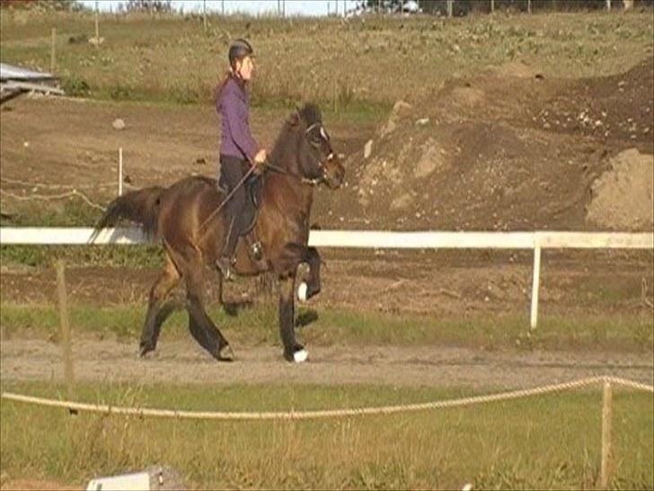 Islænder Jarpstjarna f Hillerød ov - Træning, træning og træning (: billede 6
