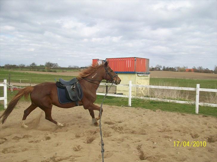 Traver Disse (red) billede 8