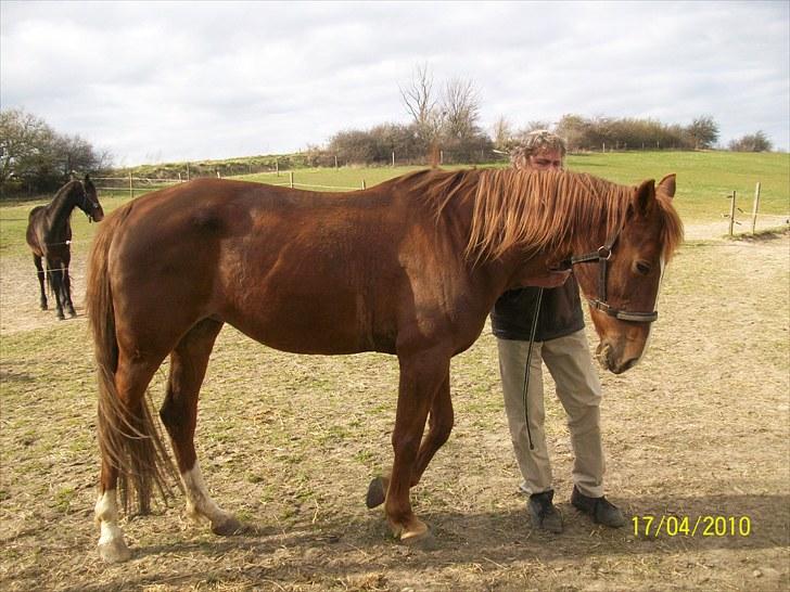 Traver Disse (red) billede 9