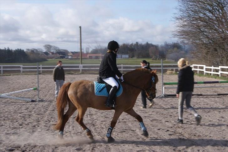 Anden særlig race Lukas - opvarmning til spring-stævne i svankjær:) 
18/4 10
Foto: Far. billede 6