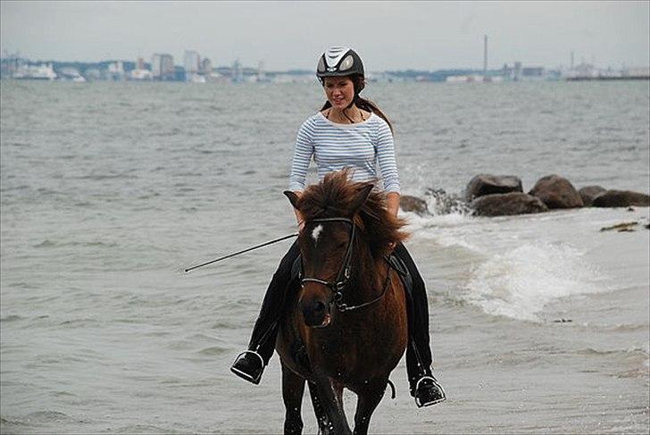 Islænder Jarpstjarna f Hillerød ov - i sommers hjemme hos mette :D billede 10