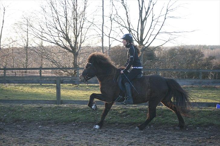 Islænder Jarpstjarna f Hillerød ov billede 12