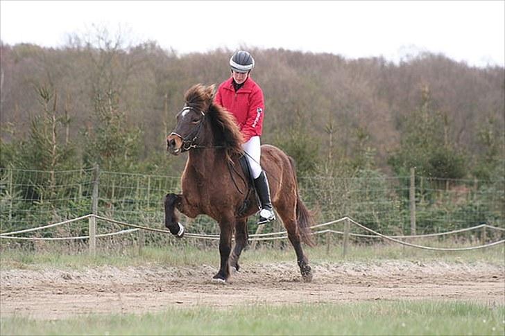 Islænder Jarpstjarna f Hillerød ov - DSU, Den pokkers lækre hest altså ;) billede 19