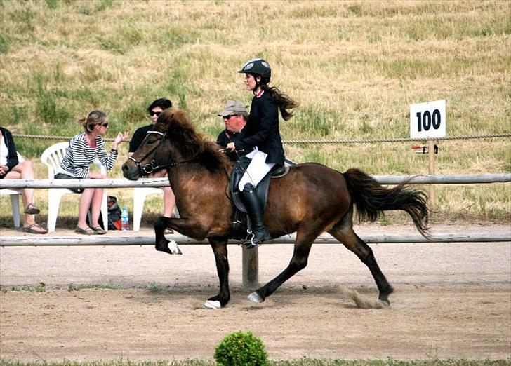 Islænder Jarpstjarna f Hillerød ov - hun kan squ godt! (DM 2010) :D foto : Christine Smit billede 20