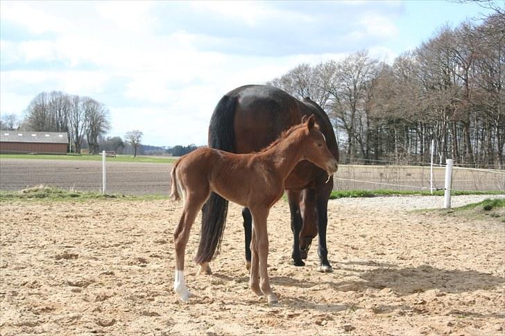 Dansk Varmblod Skovbo`s Romina - første dag ude i solen. billede 4