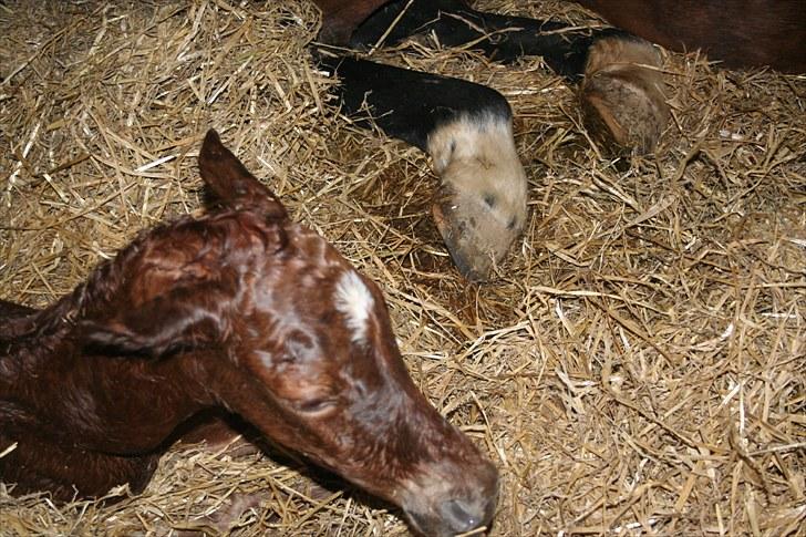 Dansk Varmblod Skovbo`s Romina billede 5