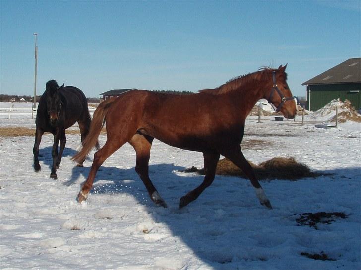 Dansk Varmblod Duet (solgt) billede 4
