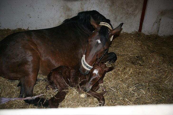 Dansk Varmblod Skovbo`s Romina billede 6