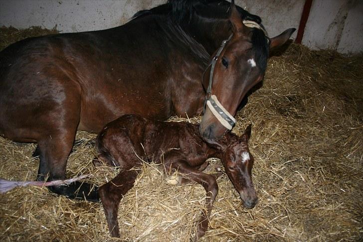 Dansk Varmblod Skovbo`s Romina billede 7