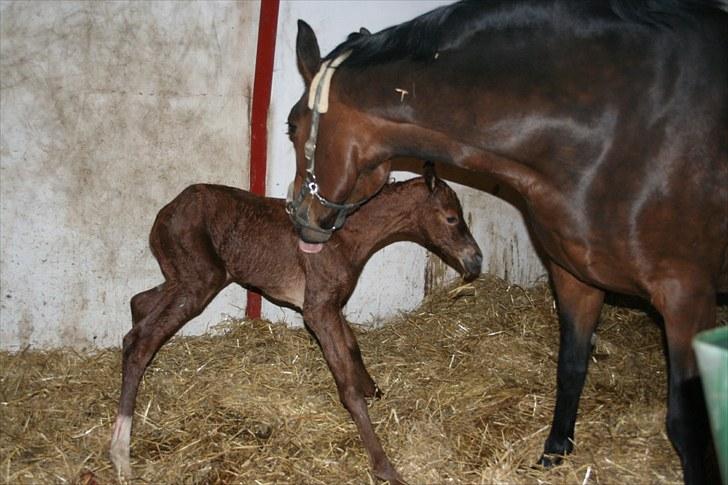 Dansk Varmblod Skovbo`s Romina - Svært at stå på egne ben men hun var hurtig oppe!!! billede 8