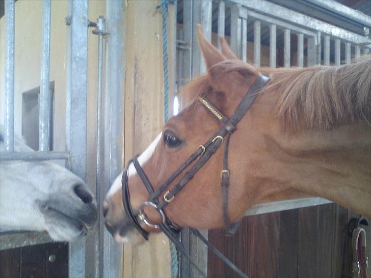 Fransk Varmblod Jeckill du Ry*Solgt* - Jeckill snakker med Hvide xD billede 3