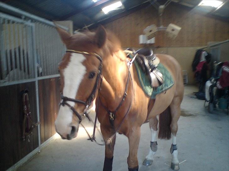 Fransk Varmblod Jeckill du Ry*Solgt* - ryster evt.? billede 4