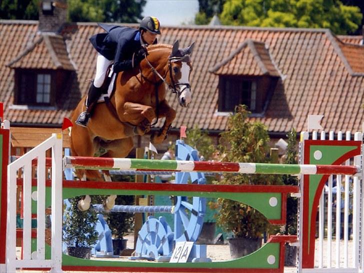 Fransk Varmblod Jeckill du Ry*Solgt* - Også med Nicola.. billede 5